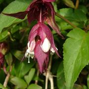 leycesteria 