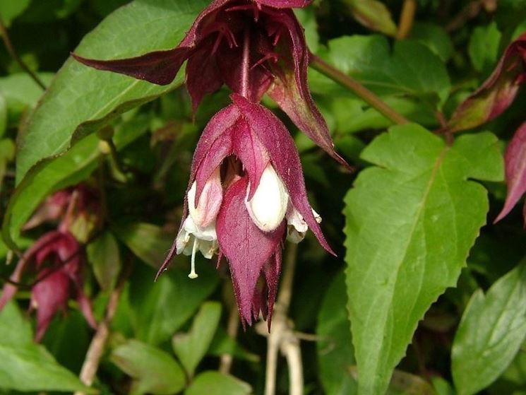 leycesteria