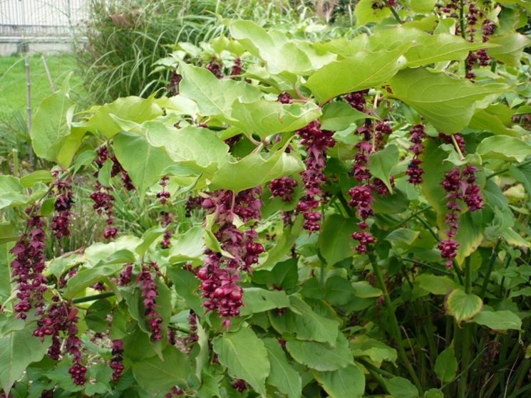 leycesteria formosa