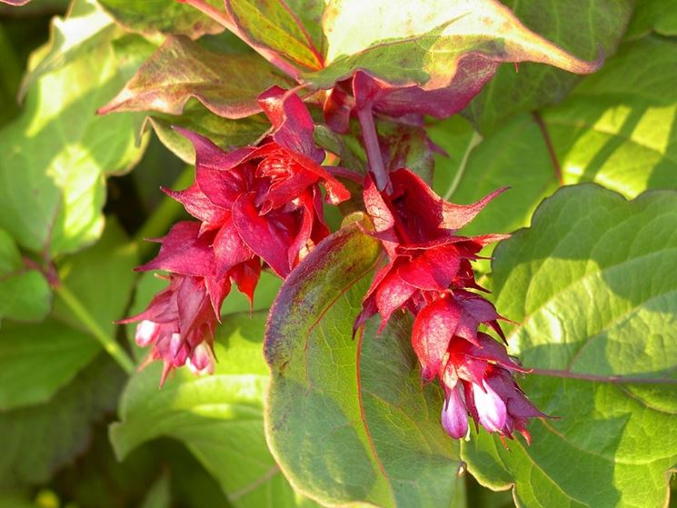 leycesteria formosa
