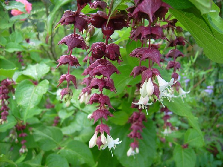 leycesteria formosa