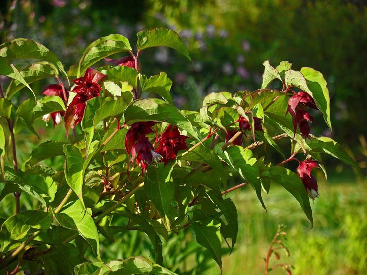 leycesteria formosa
