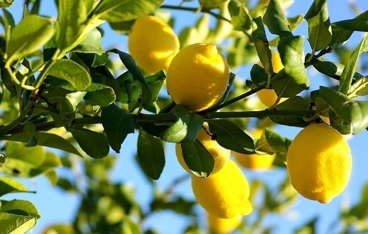 Limoni