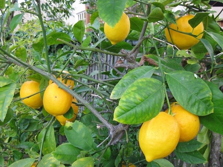 limoni 