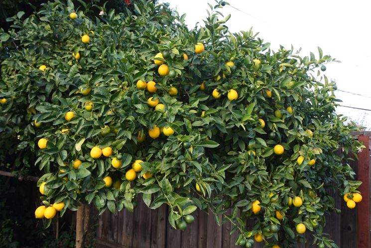 limoni