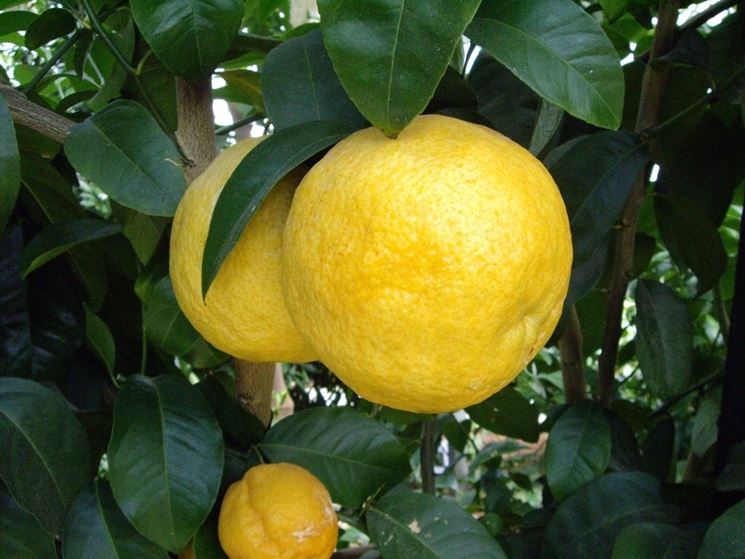 citrus x volkameriana