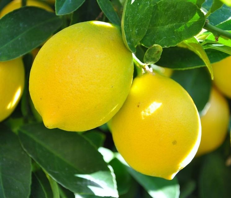 Limoni