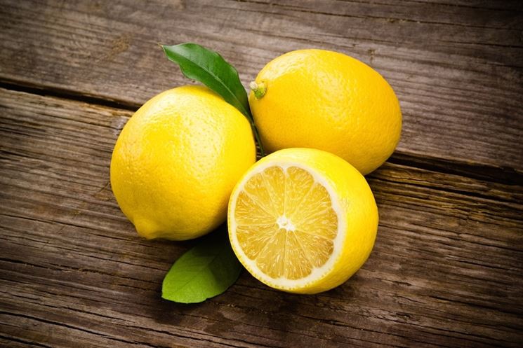 Limoni primofiori