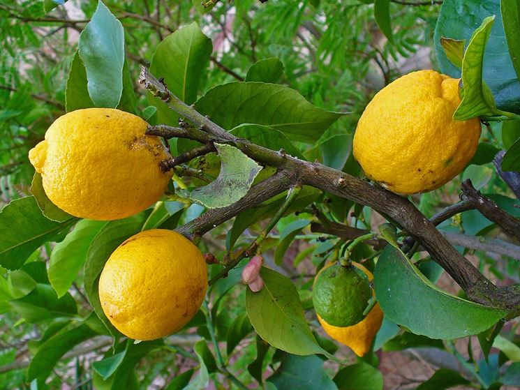 cedro