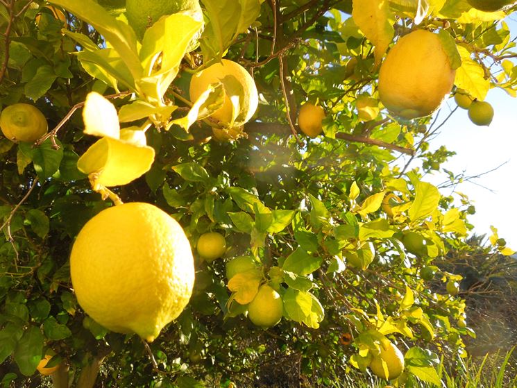 Limoni