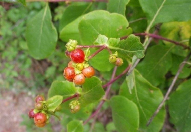 Lonicera