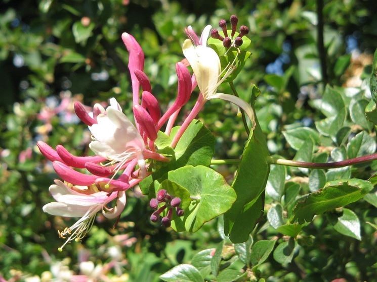 Terreno lonicera