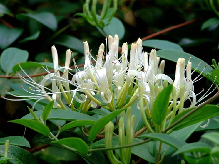 Origini Lonicera