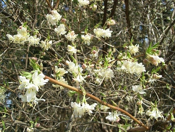 lonicera 