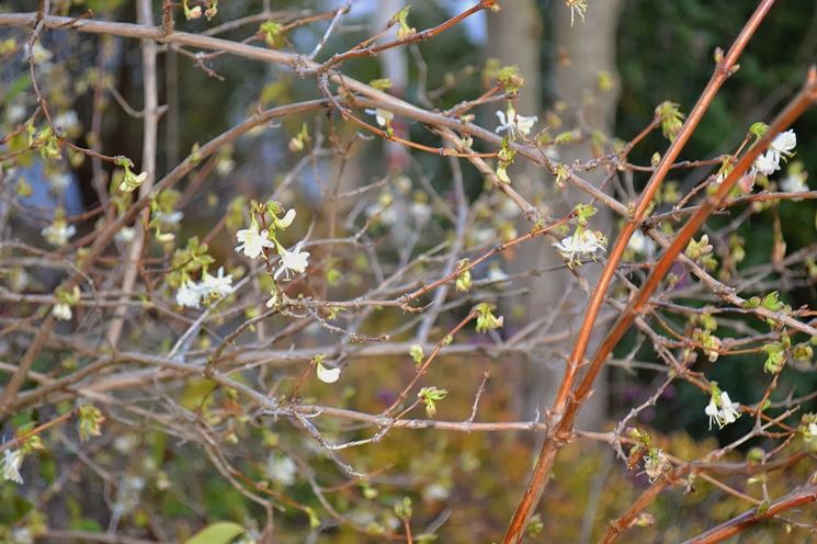 lonicera fragantissima