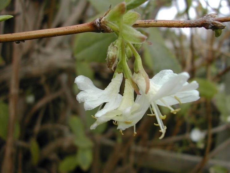 lonicera fragrantissima