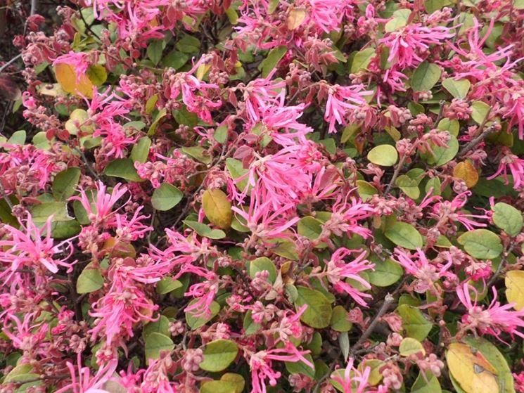 Fiori Loropetalum