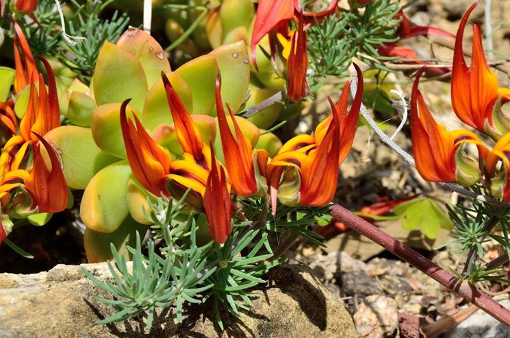 fiori di Lotus berthelotii