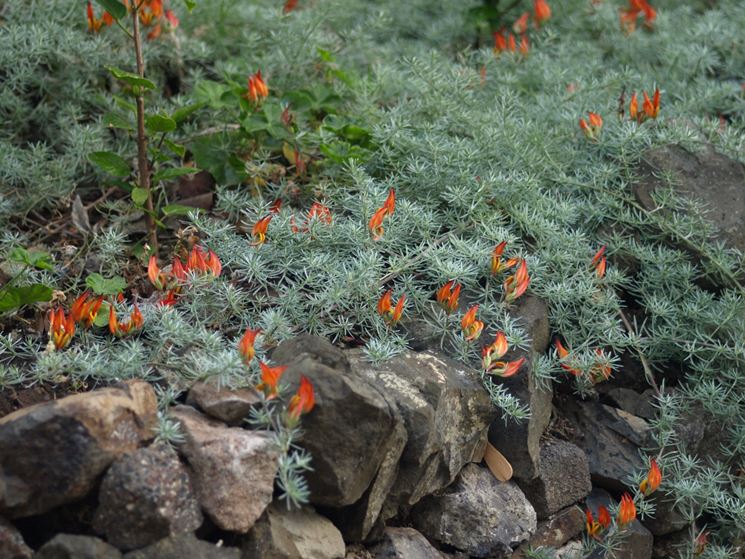 roccioso con lotus berthelotii