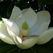 magnolia soulangeana