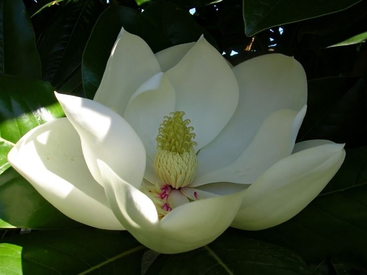 magnolia soulangeana