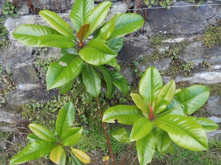 magnolia stellata