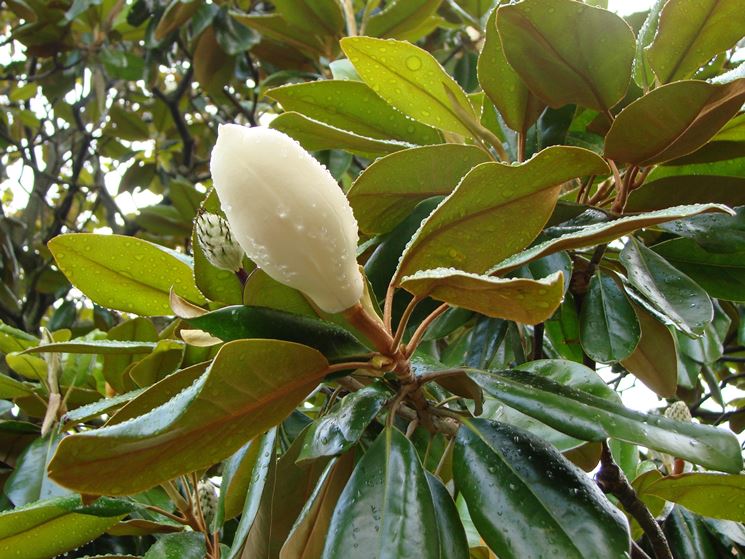 magnolia grandiflora