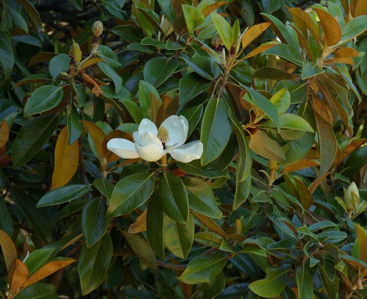 magnolia sieboldii