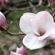 magnolia pianta