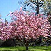 magnolia albero