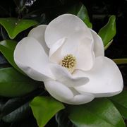 magnolia grandi