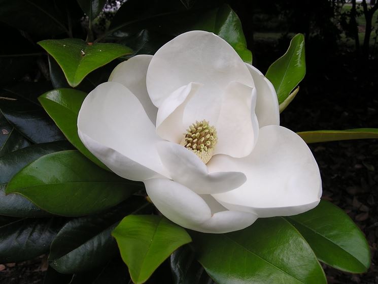 magnolia grandi