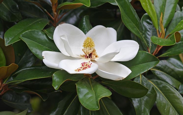 fiori di magnolia