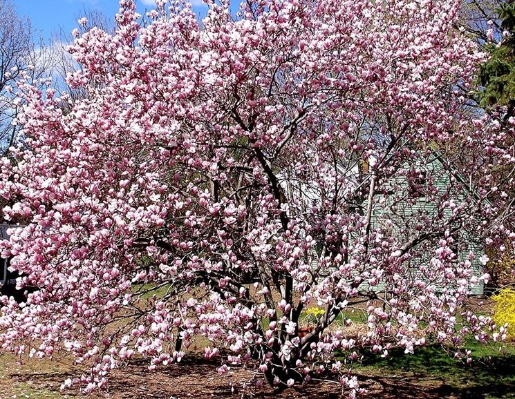 magnolia fiorita