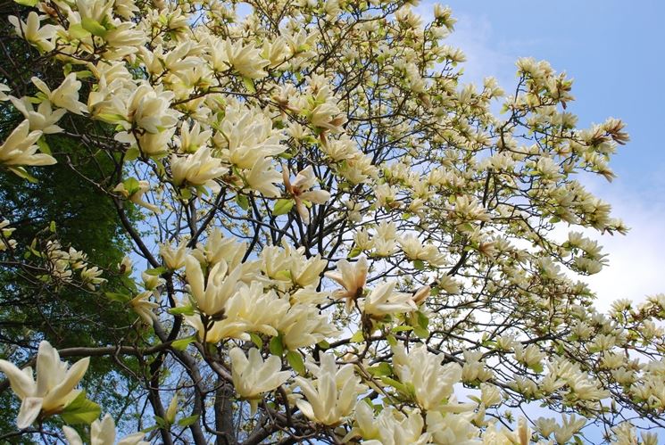 fiori magnolia