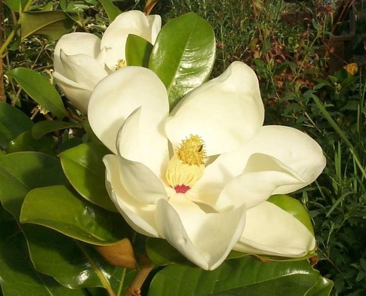 Magnolia heptapeta