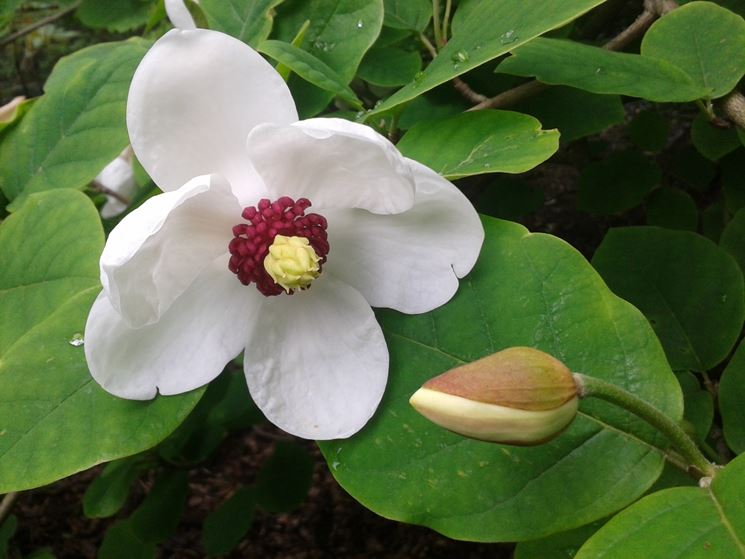 magnolia grandiflora