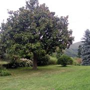 magnolia grandiflora