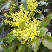 mahonia aquifolia