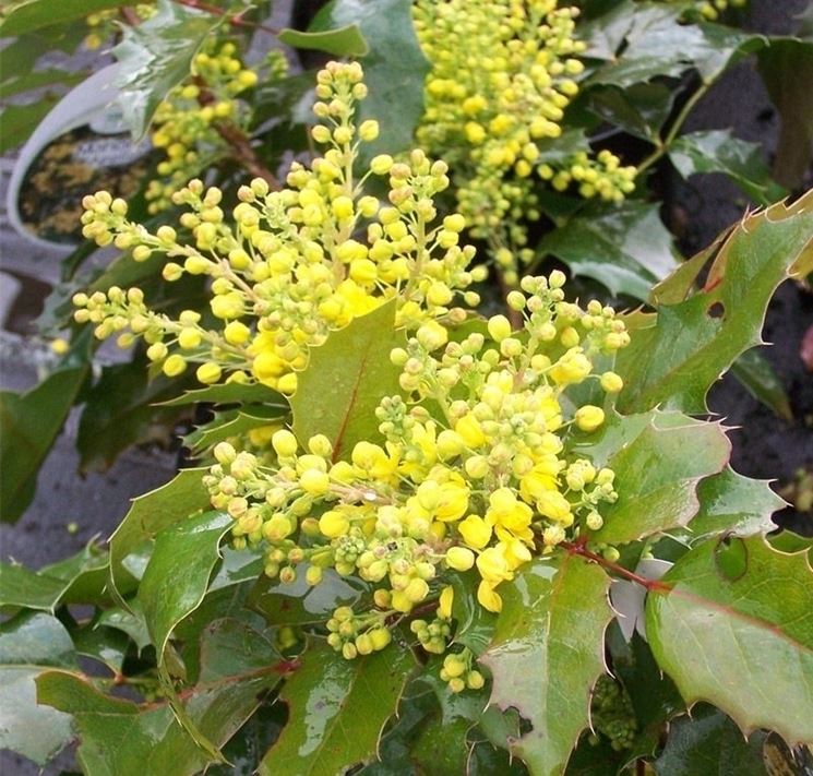 mahonia aquifolia