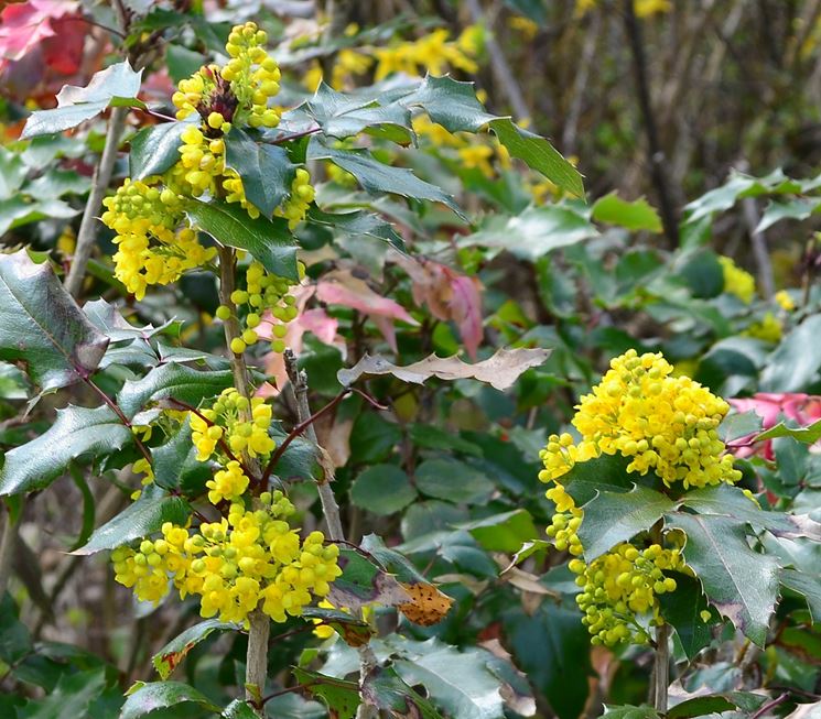 maonia aquifolium