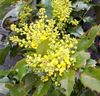 mahonia aquifolia