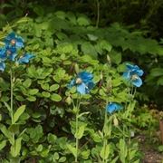 meconopsis 