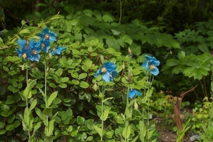 meconopsis 