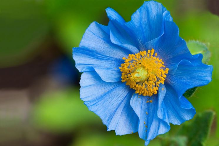 meconopsis 