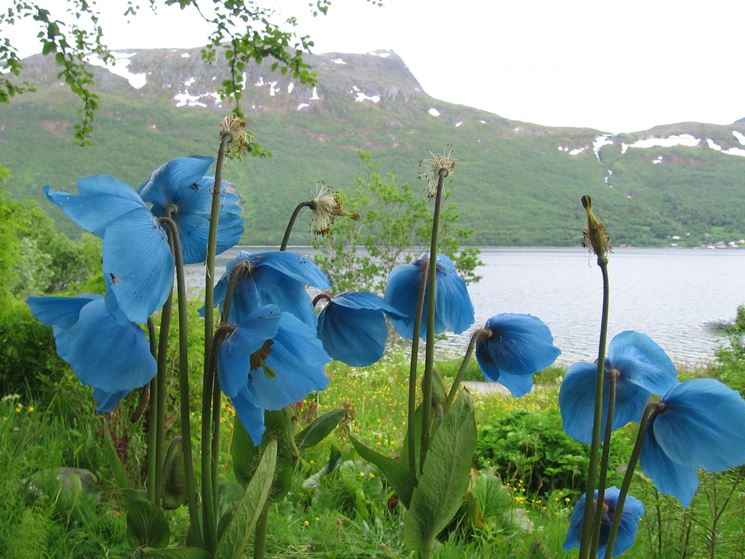 meconopsis betonicifolia