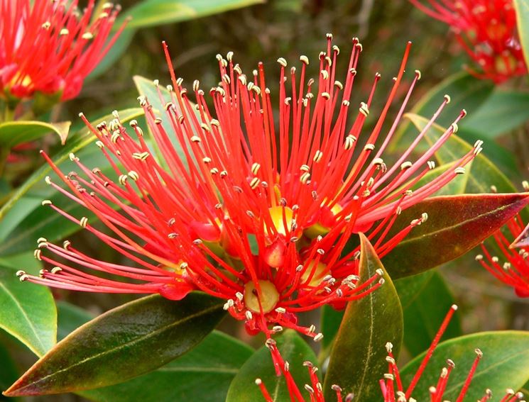 metrosideros umbrellata