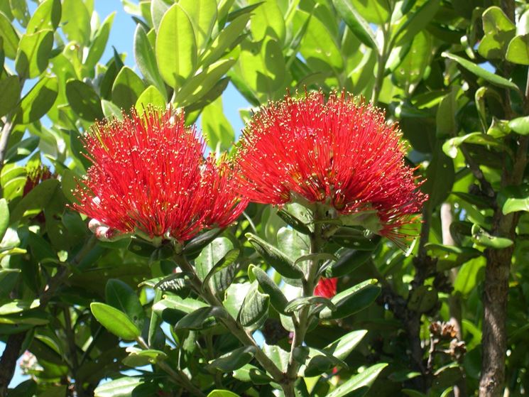 metrosideros excelsa