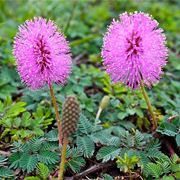 Mimosa pudica