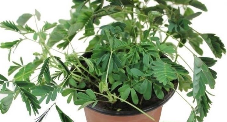 concimazione mimosa pudica